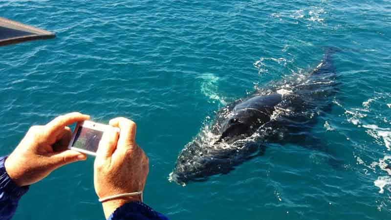 Whale Watching Deals Hervey Bay